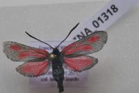 Zygaena romeo