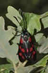 Zygaena filipendulae