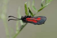 Zygaena nevadensis gallica