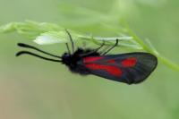 Zygaena nevadensis gallica