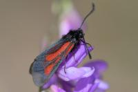 Zygaena nevadensis gallica