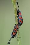 Zygaena rhadamanthus