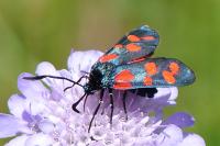 Zygaena transalpina