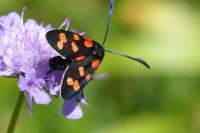 Zygaena transalpina