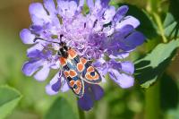 Zygaena fausta