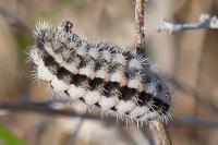 Zygaena rhadamanthus