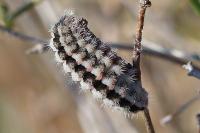 Zygaena rhadamanthus