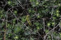 Zygaena filipendulae