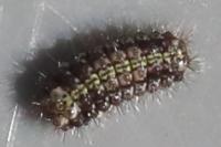 Aglaope infausta
