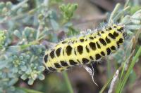 Zygaena filipendulae