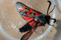 Zygaena rhadamanthus