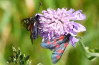 Zygaena trifolii