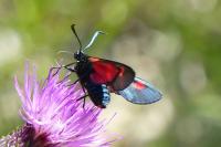 Zygaena trifolii