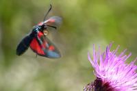 Zygaena trifolii