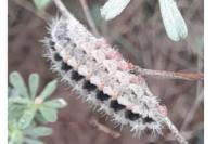 Zygaena rhadamanthus