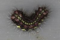 Aglaope infausta