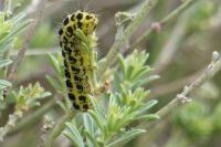 Zygaena filipendulae