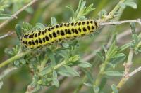 Zygaena filipendulae