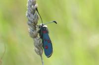 Zygaena lavandulae