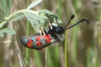 Zygaena rhadamanthus