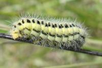 Zygaena transalpina