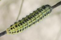 Zygaena transalpina