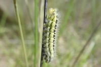Zygaena transalpina