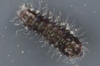 Aglaope infausta