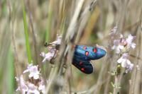 Zygaena lavandulae