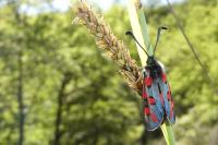 Zygaena rhadamanthus