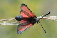Zygaena purpuralis