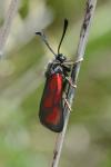 Zygaena purpuralis
