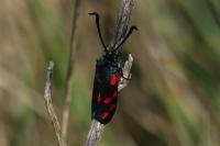 Zygaena filipendulae