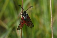 Zygaena rhadamanthus