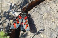 Zygaena rhadamanthus