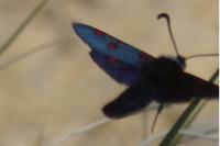 Zygaena lavandulae