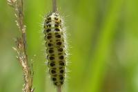 Zygaena filipendulae