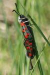 Zygaena rhadamanthus