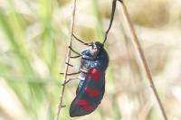 Zygaena filipendulae