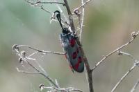 Zygaena rhadamanthus