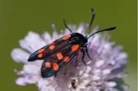Zygaena filipendulae