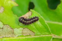 Aglaope infausta