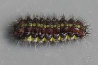 Aglaope infausta