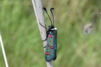 Zygaena lavandulae