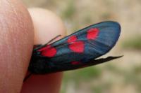 Zygaena trifolii