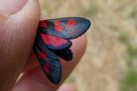 Zygaena trifolii