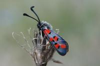 Zygaena rhadamanthus