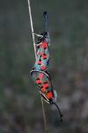 Zygaena rhadamanthus