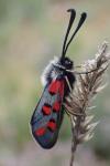 Zygaena rhadamanthus