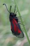 Zygaena nevadensis